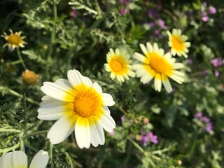 Obraz premium Crown Daisy close up. Glebionis coronaria. Marguerite Daisy flowers. – Close-up of Blooming Flower in Natural Garden Setting. Wild daisy flower.