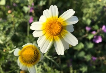 Fototapeta premium Crown Daisy close up. Glebionis coronaria. Marguerite Daisy flowers. – Close-up of Blooming Flower in Natural Garden Setting. Wild daisy flower.