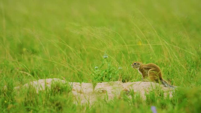 Cape ground squirrel (Geosciurus inauris) or Xerus in savannah of Botswana South Africa.