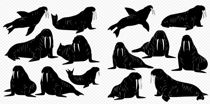 Collection of various walrus silhouettes on a transparent background, showcasing different poses and angles of these marine mammals.