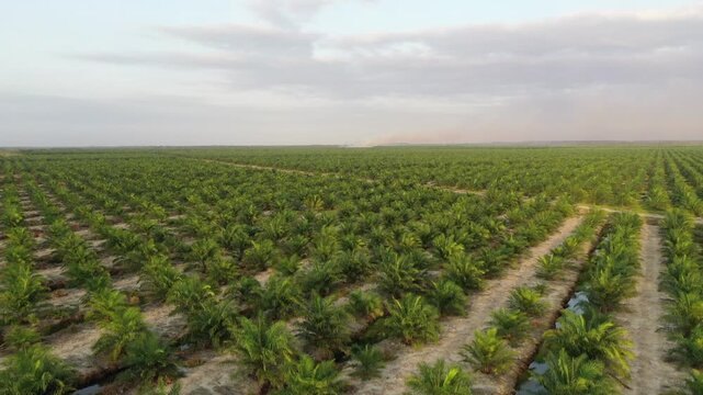 Aerial view of oil palm plantation in Kuala Penyu, Sabah, Malaysia.