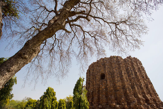 The Unfinished Legacy: Alai Minar Framed by Winter Branches at the Qutub Complex, New Delhi