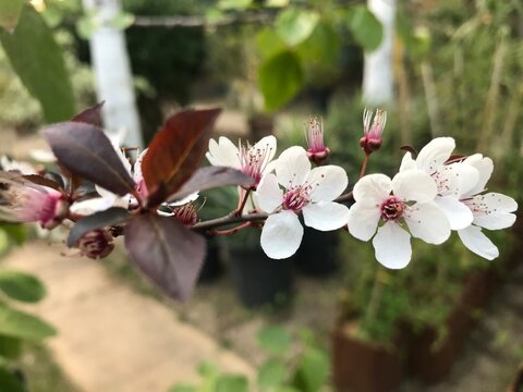 Prunier Myrobolan close up. Prunus cerasifera isolated. White Flowers with Pink Center, Spring Close-Up