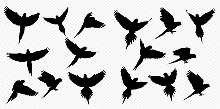 Collection of flying parrot silhouettes in various dynamic poses, isolated on a transparent background, depicting freedom and avian motion.