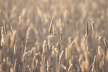 Dry grass in the wind during the day, Camperdown, Victoria, Australia © Quincy