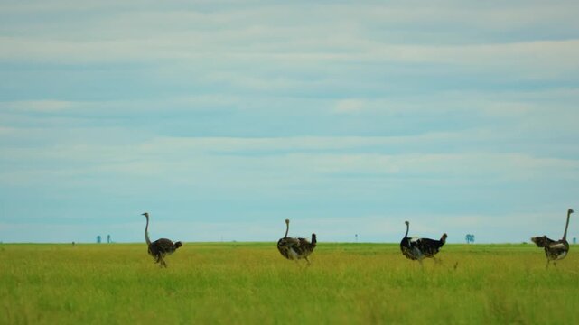 Rare footage of Common ostriches (Struthio camelus) birds walking in a row, a unique pattern, wildlife concept, afrcian wildlife safari. 