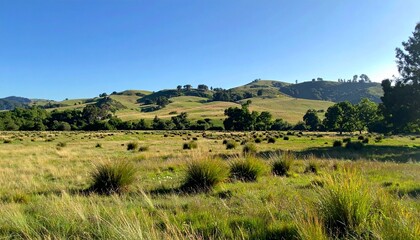 Fototapeta premium Serene rolling countryside with wild grass under clear blue sky summer landscape