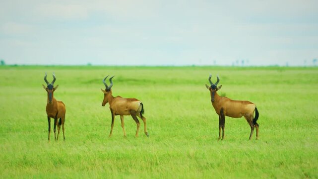 Three red hartebeests (Alcelaphus buselaphus caama) grazing grass in Savanah of Botswana South Africa.