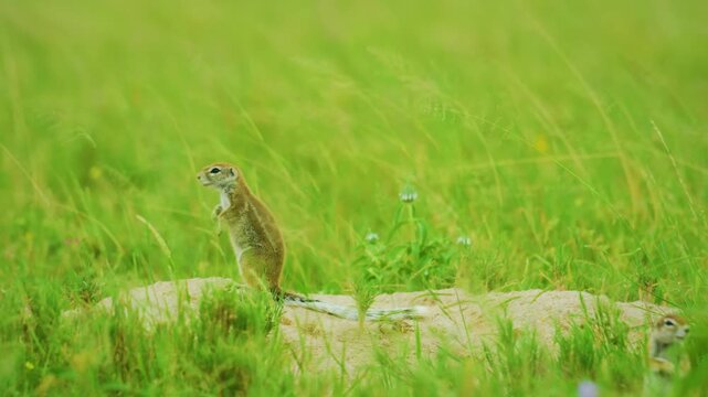 Close up of a Cape ground squirrel (Geosciurus inauris) or Xerus observing wildlife, Central Kalahari National Park, Africa. 