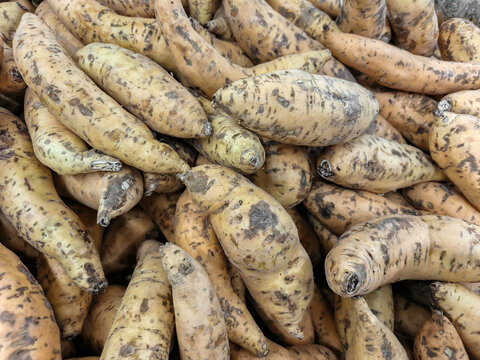 Close-up of fresh arrowroot tubers piled together, showing natural earthy skin and organic texture. A tropical root vegetable commonly used in traditional cuisine and healthy food ingredients.
