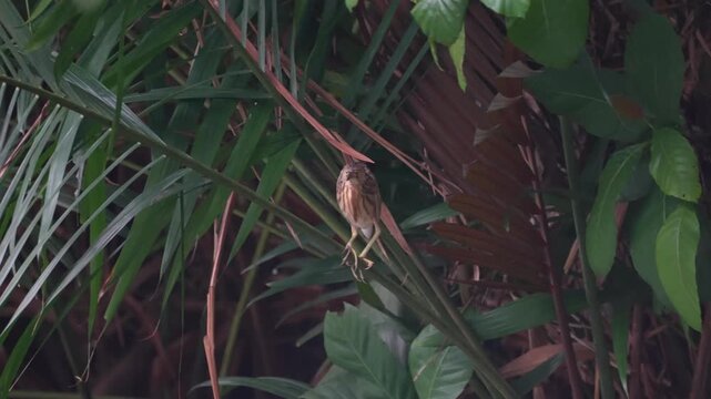 Yellow Bittern Bird Perching on Branch in Tropical Forest, Batam, 4K