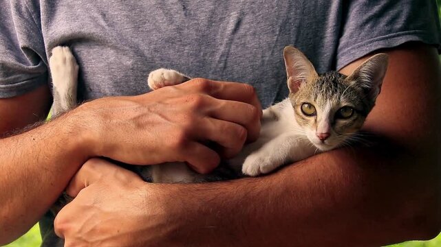 a rescued tabby kitten getting cuddles and belly rubs and loving the kiitten.