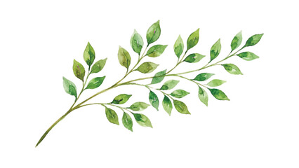 Fototapeta premium watercolor a stem of leaves vector
