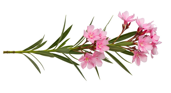 Pink oleander flower cluster with long narrow green leaves isolated on white.