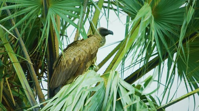 The white-backed vulture (Gyps africanus) is an Old World vulture in the family Accipitridae, which also includes eagles, kites, buzzards and hawks. 