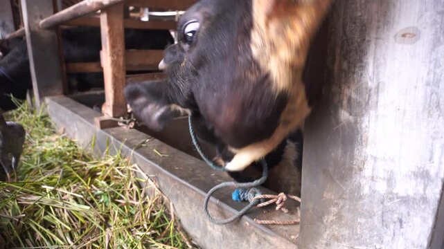Cattle Farming in Traditional Wooden Barn with Cows Eating Grass in Rural Livestock Shelter