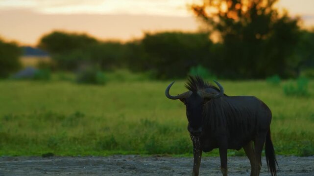 Close up of a Blue wildebeest (Connochaetes taurinus) drinking water from a Water point in Central Kalahari national park.