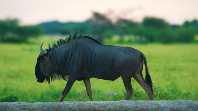 Full body view of a wild blue wildebeest (Connochaetes taurinus), wildlife safari of south africa. 