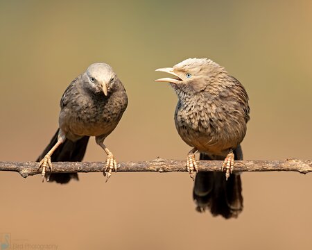 Two jungle babbler birds interact on a branch, one calling out with an open beak.