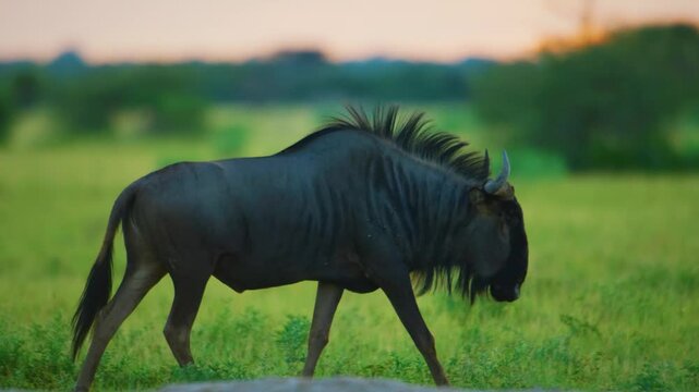 Full body view of a wild blue wildebeest (Connochaetes taurinus), wildlife safari of south africa. 