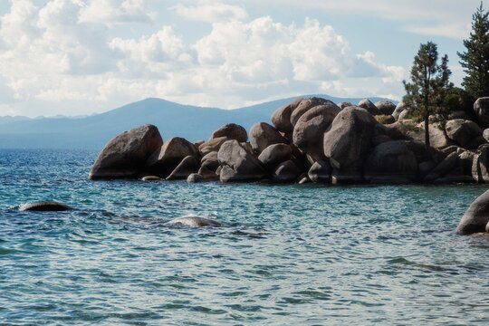 sea lions on the beach