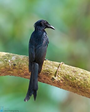 A glossy black drongo with a distinctive long tail perches confidently on a textured tree branch.