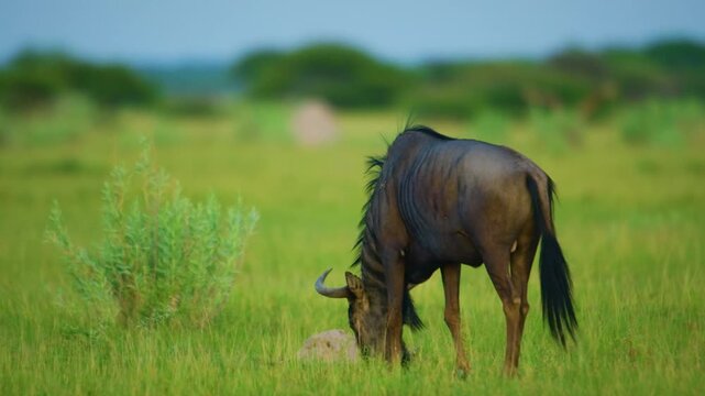 A blue wildebeest (Connochaetes taurinus) grazing grass in Serengeti national park of tanzania.