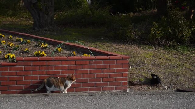 公園で猫をからかうカラス （滋賀県長浜市, 2026年2月）