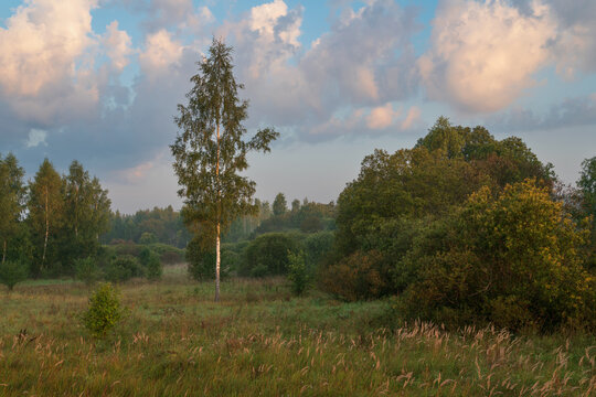 Russian village landscape with birches in a field on a foggy summer morning, Pushkinskiye Gory, Pskov region, Russia