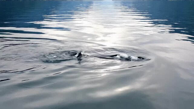 Wild Dolphin Dorsal Fin Breaking Surface Of Calm Fjord Water Tracking Telephoto