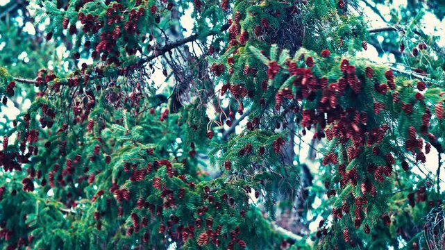 Pine tree in the wind 