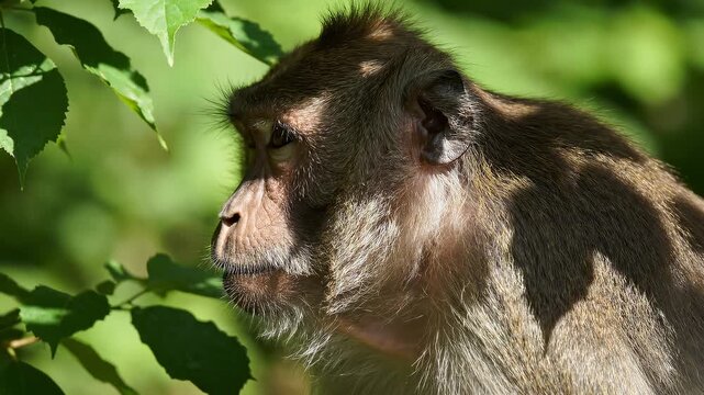 Heavy Monkey Face Shifting In Dappled Green Summer Sunlight Profile Close Up