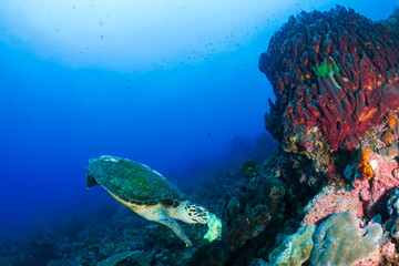 Fototapeta premium Sea turtle eating sponge near large red barrel sponge in Nusa Penida, Indonesia