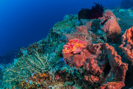 Vibrant underwater landscape featuring a camouflaged scorpionfish on a coral reef