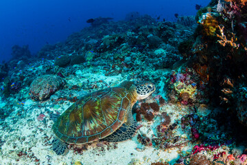Fototapeta premium Green Sea Turtle, Chelonia mydas, resting on a vibrant coral reef in Nusa Penida
