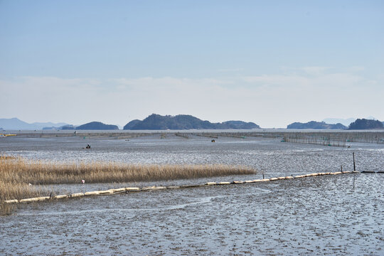 Traditional Korean fisher using a wooden mud sled to catch crabs on a vast tidal mudflat, highlighting coastal livelihood and patient waiting.