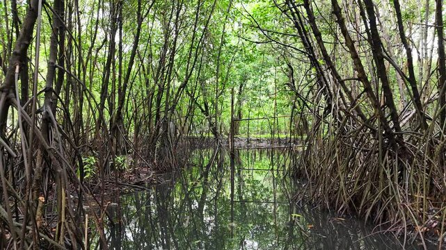 A serene view of a lush mangrove forest with dense tangled roots reflecting perfectly on the calm, dark swamp water under a canopy of vibrant green leaves in a tropical coastal ecosystem.