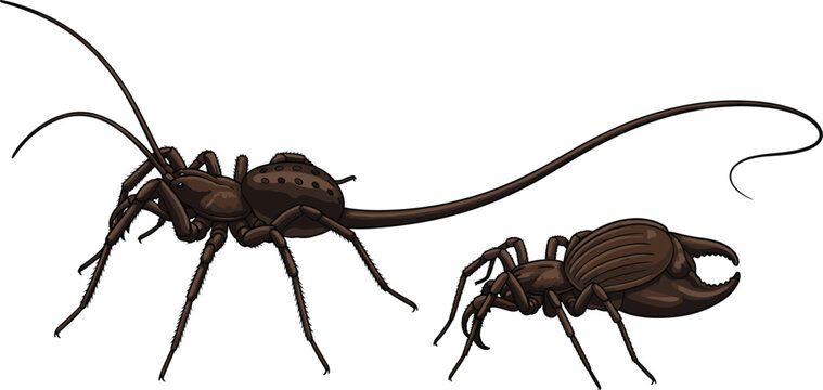 Whip Scorpion and Tailless Whip Scorpion Illustration, Detailed Insect Design for Nature, Entomology, and Wildlife Art
