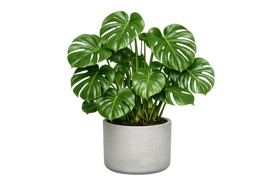 Monstera deliciosa plant in pot with transparent background