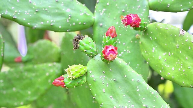 Flowering prickly pear cactus with pink buds