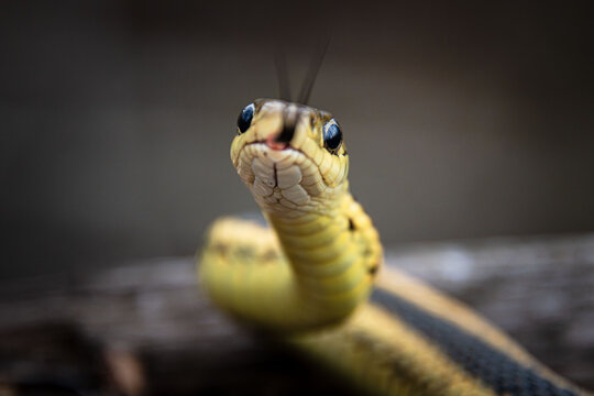 a curious early spring garter snake probes air with his tongue closeup