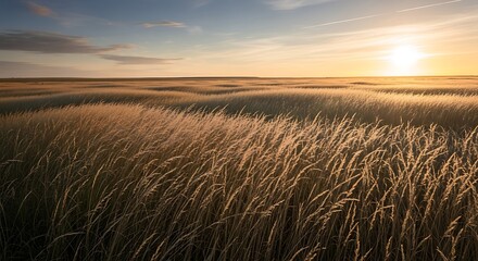 Obraz premium Golden feather grass blowing in the wind at sunset.