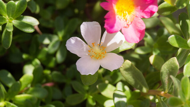 The white flower in the image is a type of Portulaca, commonly known as moss rose or purslane. It appears to be either Portulaca oleracea (common purslane) or Portulaca grandiflora (moss rose). 