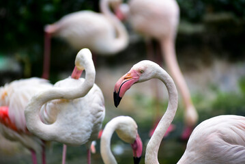 Naklejka premium Group of pink flamingos stands gracefully in shallow water. Their long necks curve elegantly, some heads bent down. Soft focus background highlights the birds' serene presence