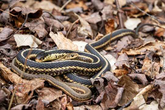 female and male garter snakes mating on a dry old leaf litter closeup