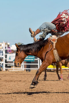 Bareback Bucking Bronc Riding At Country Rodeo