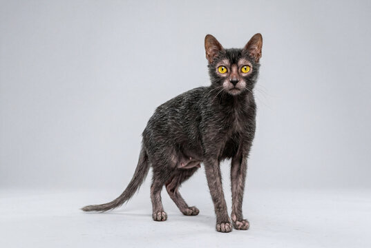 Unique dark lykoi cat standing upright with striking yellow eyes on a clean seamless background