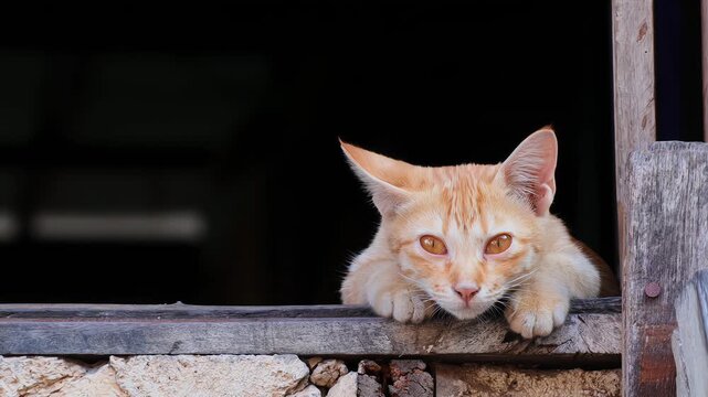 Cute ginger cat looking out from a rustic wooden window