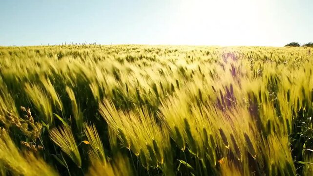 Green Wheat Field in a Sunny Summer Meadow Swaying in the Wind under Bright Sunlight