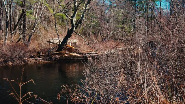 dead tree in the river